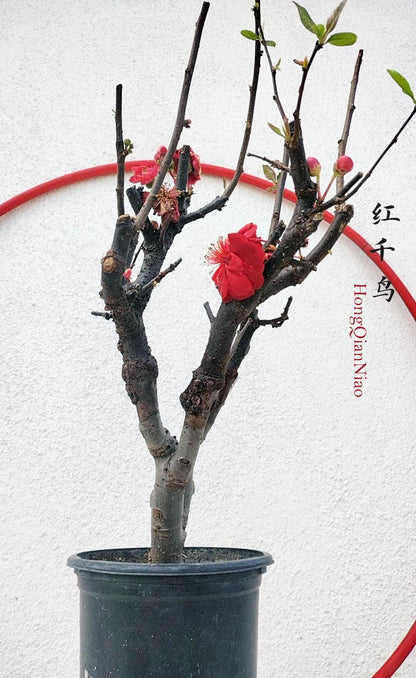 Red Chaenomeles Bonsai – Japanese Flowering Quince ‘Red Chidori’ Cold Hardy with pot