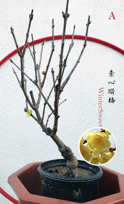 Rare Fragrant Wintersweet Shrub (Chimonanthus praecox) – 8+ Year Old with Winter Buds