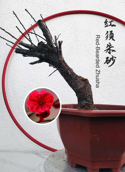 Rare Red-Bearded Zhusha Japanese Apricot Bonsai (Prunus mume) – 12+ Year Old with Buds