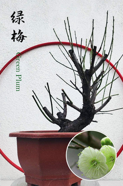 Rare Green Calyx Japanese Apricot Bonsai (Prunus mume) – 12+ Year Old with Flower Buds