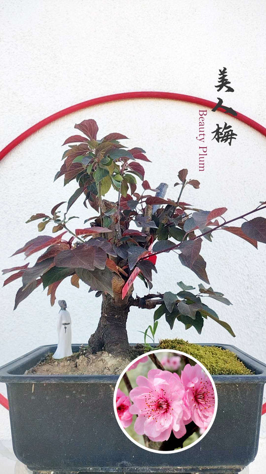 Rare MeiRen Japanese Apricot Bonsai (Prunus mume) with pot  8+ Year Old