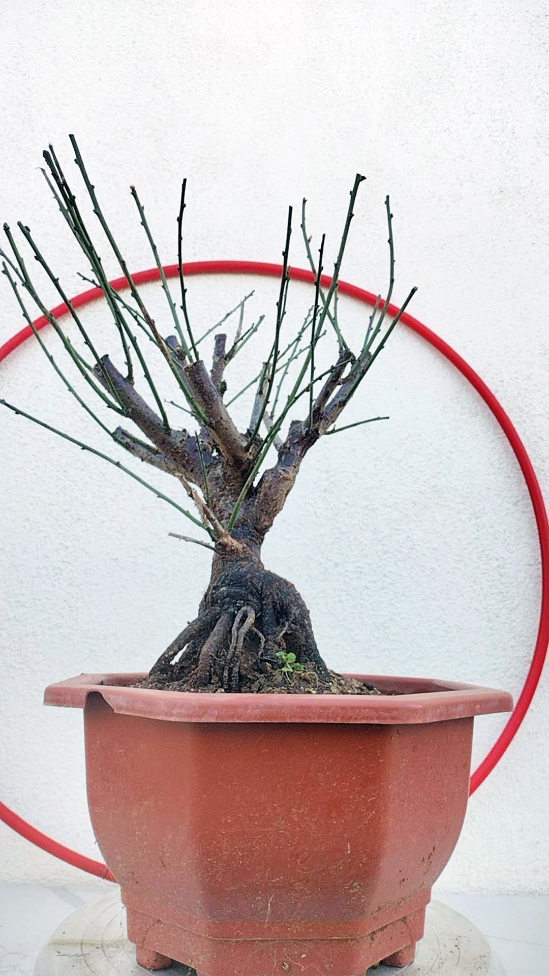 Rare Jumping Branch Japanese Apricot Bonsai (Prunus mume) – 15+ Year Old with Buds