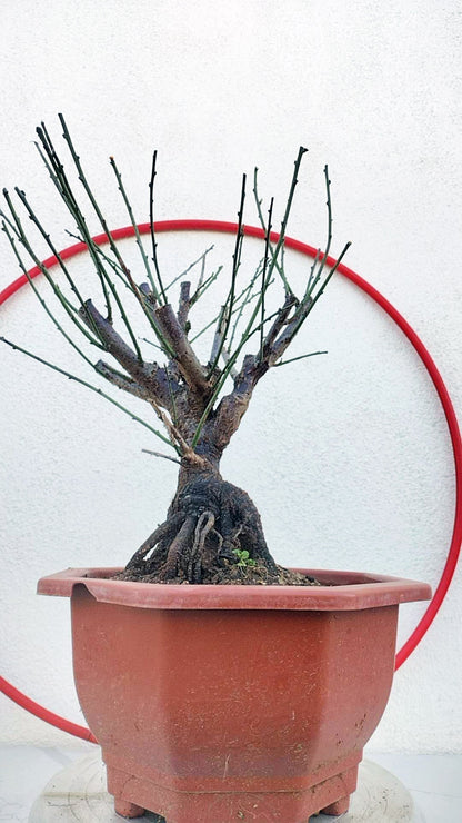 Rare Jumping Branch Japanese Apricot Bonsai (Prunus mume) – 15+ Year Old with Buds