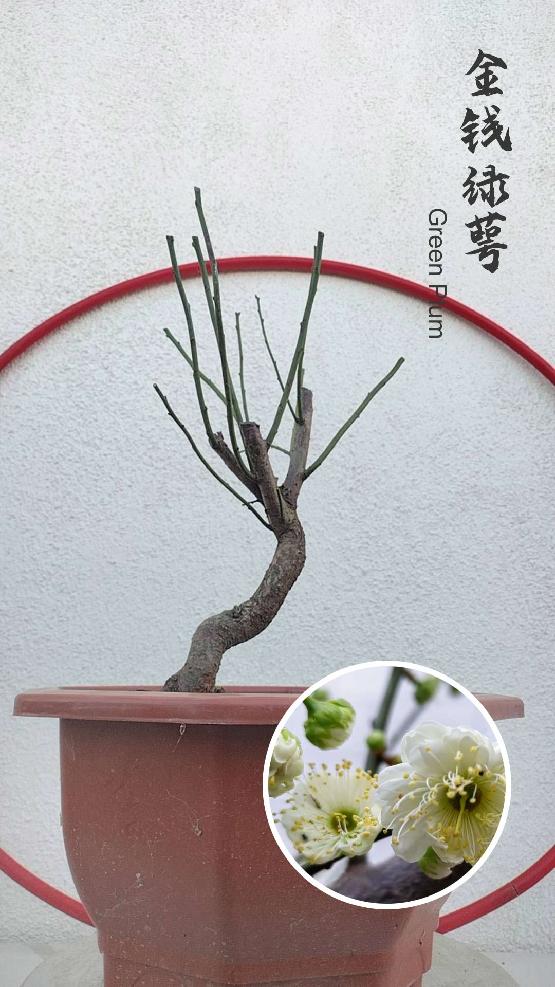 Rare Green Japanese Apricot Bonsai (Prunus mume) – 5+ Year Old with Buds