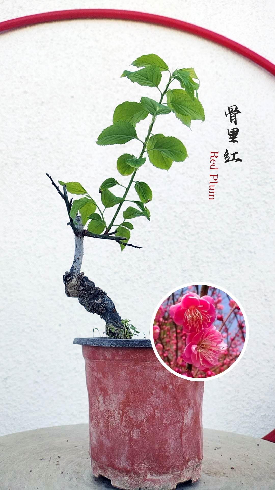 Prunus mume Japanese Apricot Bonsai Dwarf Red plum White plum– 12+ Year Old without Buds