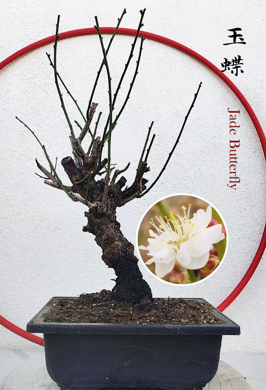 Rare Jade Butterfly Japanese Apricot Bonsai (Prunus mume) – 5+ Year Old in Bud