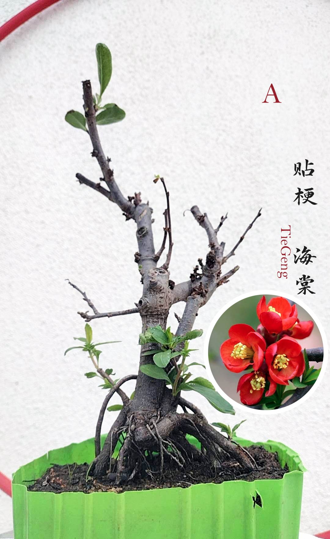 Red Flowering Quince Bonsai -Chinese flowering crabapple | Chaenomeles Speciosa | Dense Red Blooms