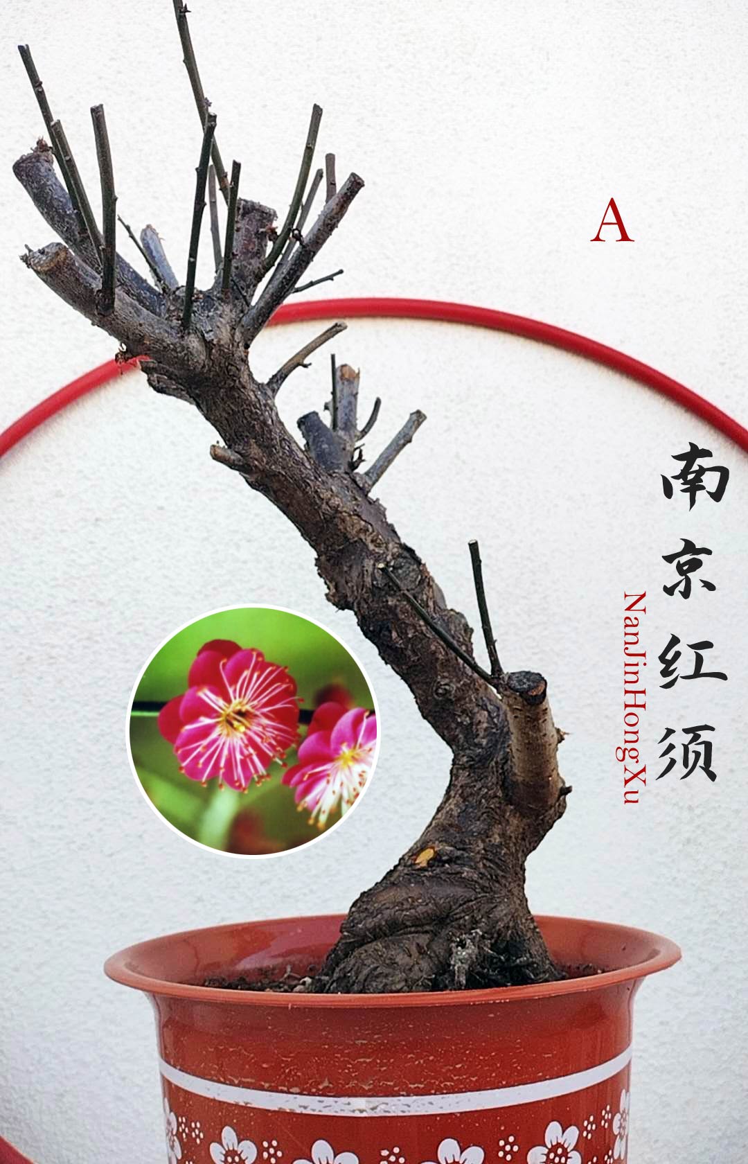 Rare 'NanJingHongXu' Japanese Apricot (Prunus mume)–10+ Year Old 南京红须