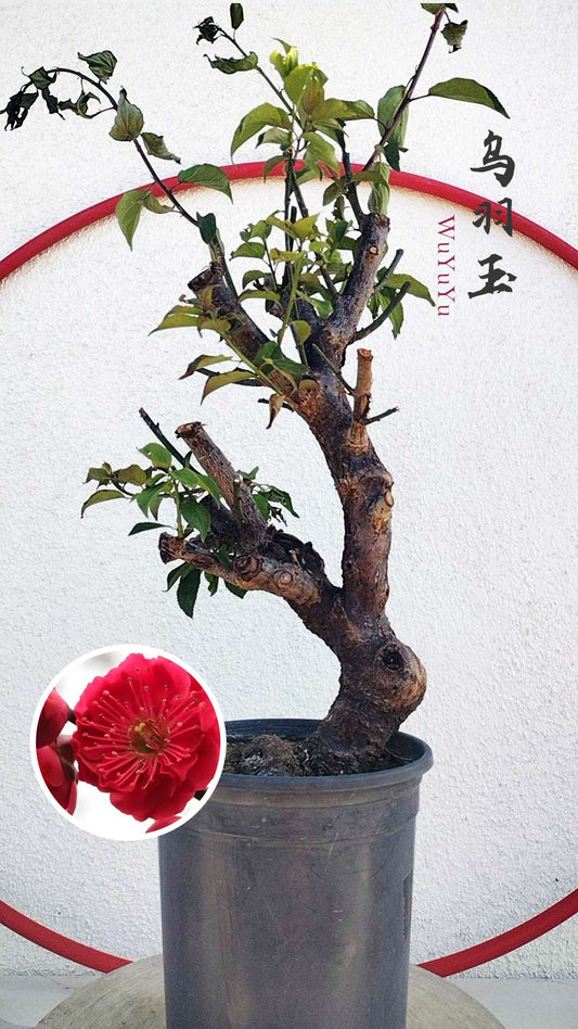 Rare WuYuYu Japanese Apricot Bonsai (Prunus mume) – 乌羽玉 8+ Year Old in Buds with pot