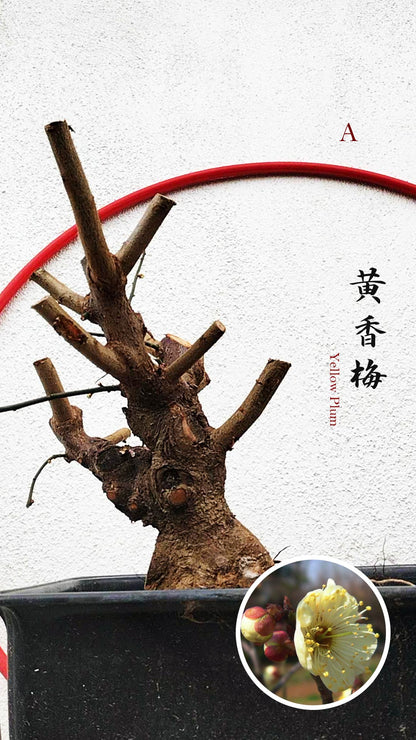 Rare Huang Xiangmei Japanese Apricot Bonsai (Prunus mume) 黄香梅 20+ year old