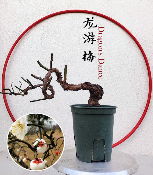 Rare 'Dragon's Dance' Japanese Apricot (Prunus mume)–8+ Year Old without Buds