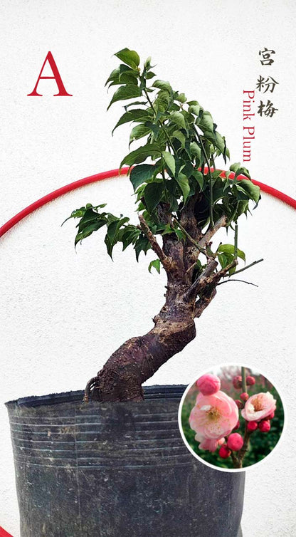 Rare Pink Japanese Apricot Bonsai (Prunus mume) 15+ year old
