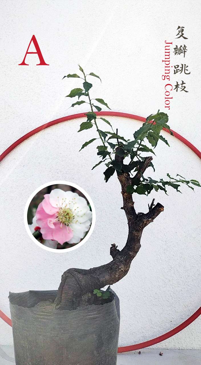Rare Jumping Branch Japanese Apricot Bonsai (Prunus mume) – 15+ Year Old