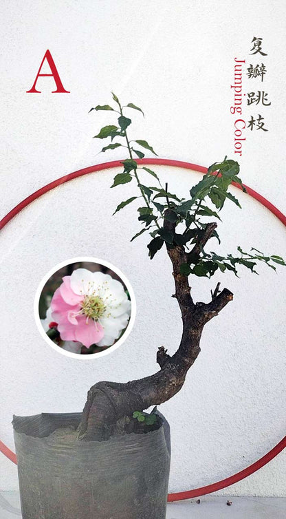 Rare Jumping Branch Japanese Apricot Bonsai (Prunus mume) – 15+ Year Old