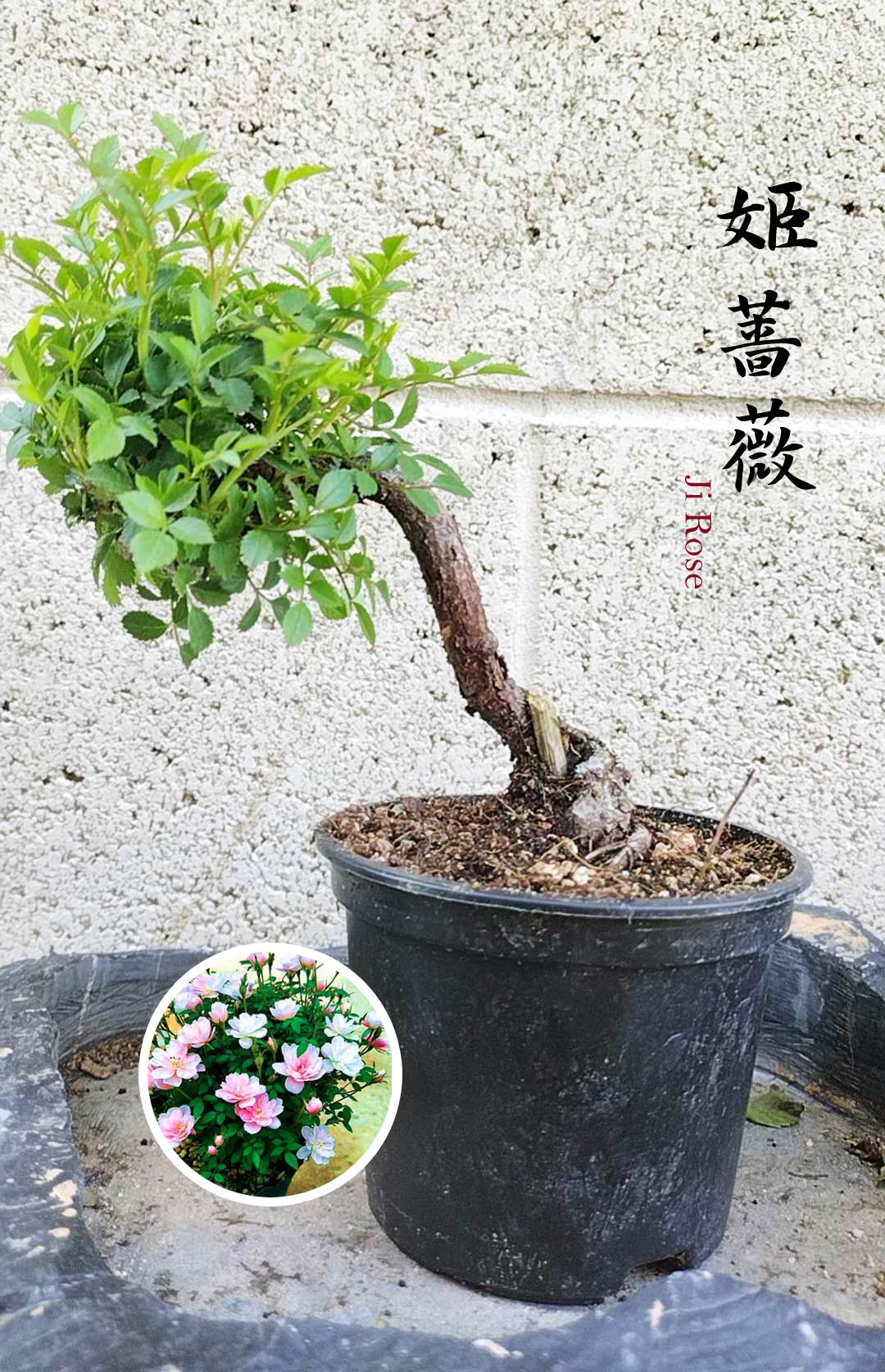 Mini cute Ji Rose with white pot 姬蔷薇 迷你可爱盆景 Bonsai Live Green Bonsai Tree  Indoor outdoor Gardening Live Houseplant Home Decor Gift