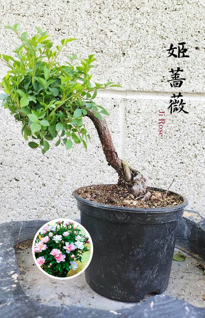 Mini cute Ji Rose with white pot 姬蔷薇 迷你可爱盆景 Bonsai Live Green Bonsai Tree Indoor outdoor Gardening Live Houseplant Home Decor Gift