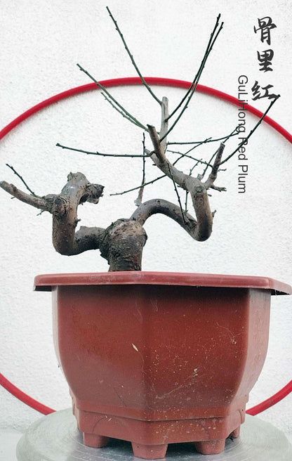 Rare Red GuLiHong Japanese Apricot Bonsai (Prunus mume) – 15+ Year Old Flowering Specimen