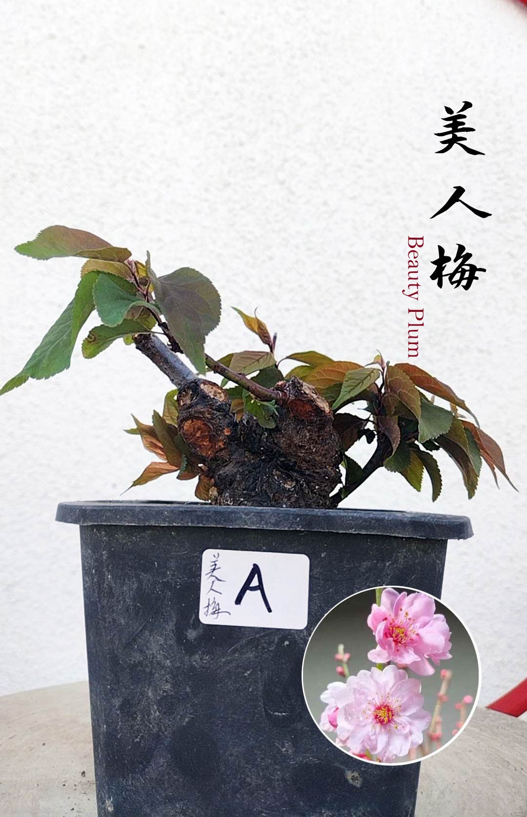 Rare MeiRen HuangXiang Japanese Apricot Bulldog (Prunus mume) – 5+ Year Old with pot