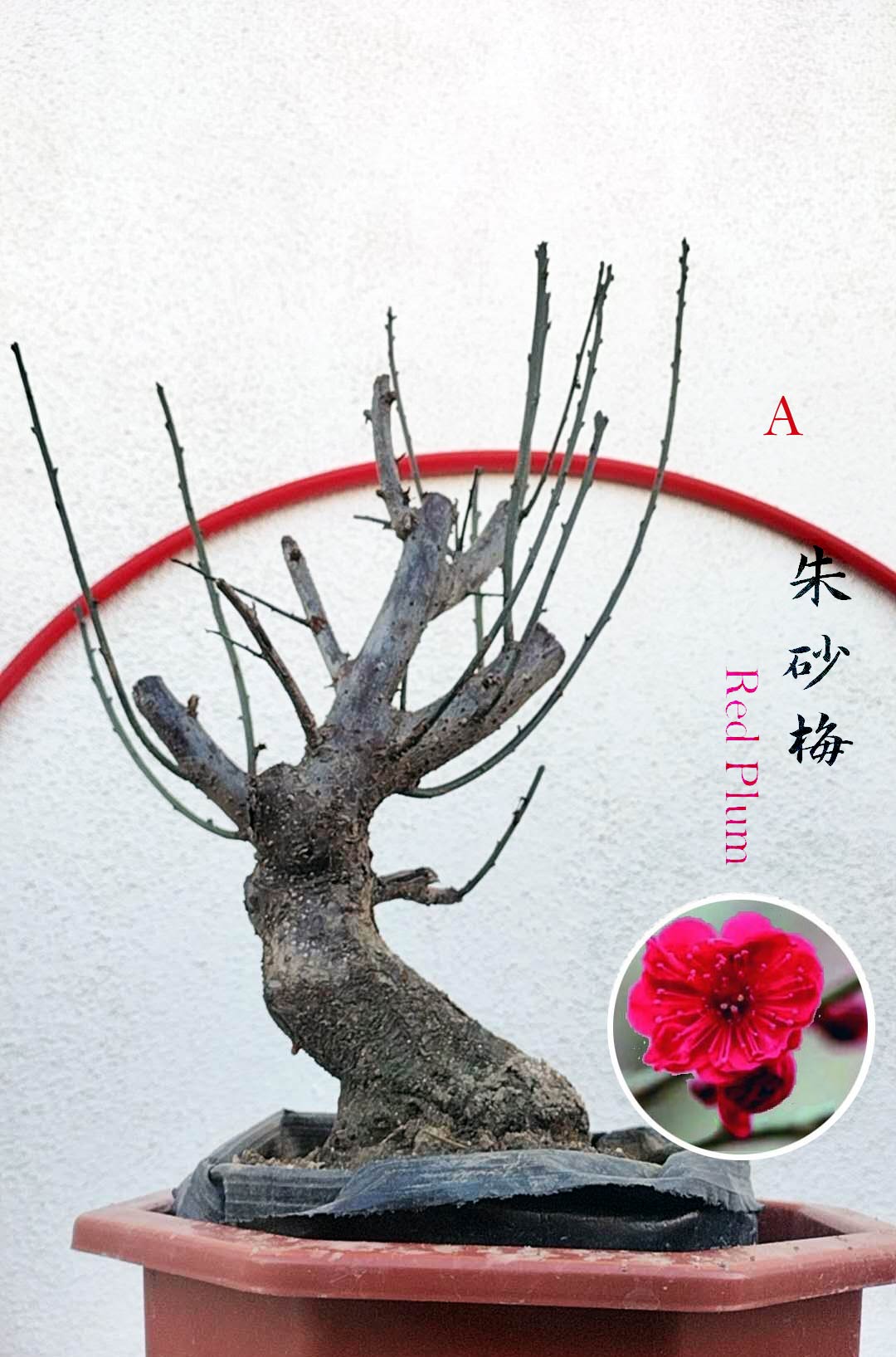 Rare Cinnabar Red Japanese Flowering Apricot (Prunus mume) – 15+ Year Old in Bud