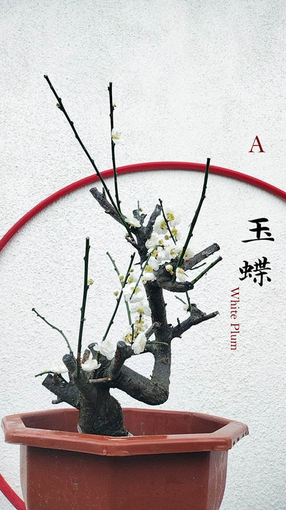 Rare Jade Butterfly Japanese Apricot Bonsai (Prunus mume) – 15+ Year Old in Bud