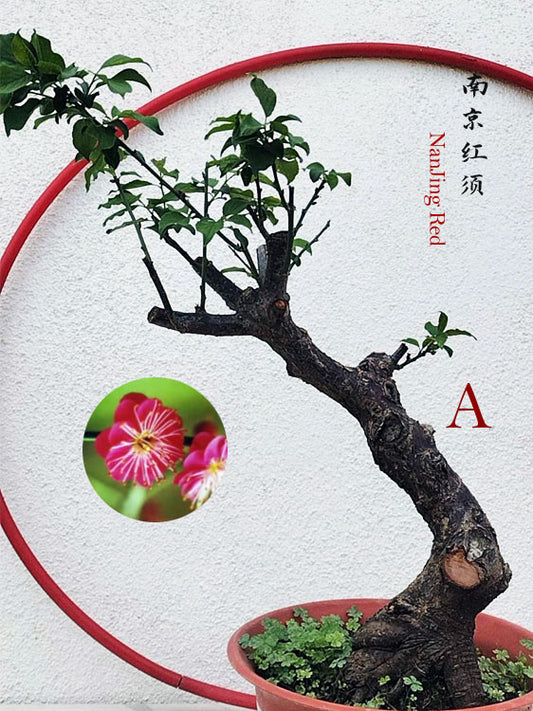Bonsai Mume 'NanJingHongXu' Japanese Apricot (Prunus mume) – 10+ Year Old 南京红须 CYMUS Nurery