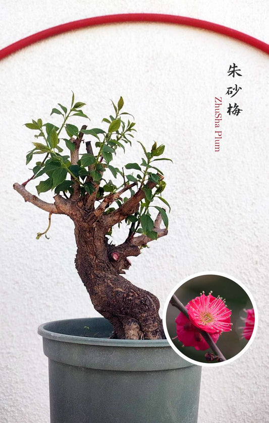 Rare Red-Zhusha Japanese Apricot Bonsai (Prunus mume) with pot – 5+ Year Old