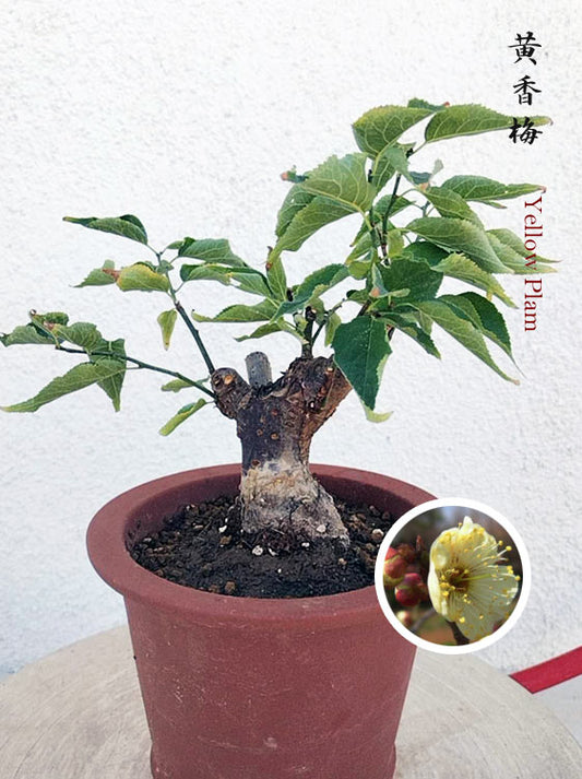 Rare MeiRen HuangXiang Japanese Apricot Bulldog (Prunus mume) – 5+ Year Old with pot