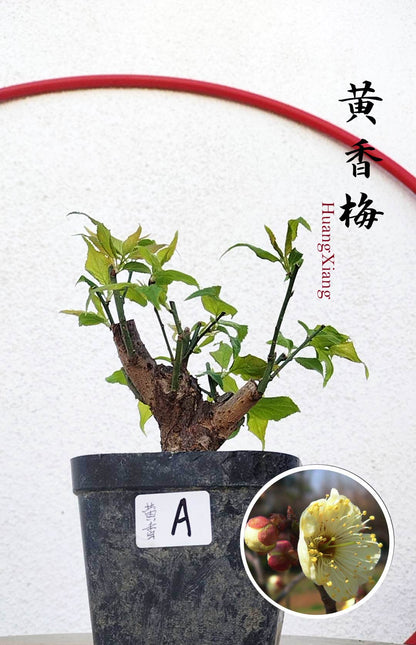 Rare MeiRen HuangXiang Japanese Apricot Bulldog (Prunus mume) – 5+ Year Old with pot