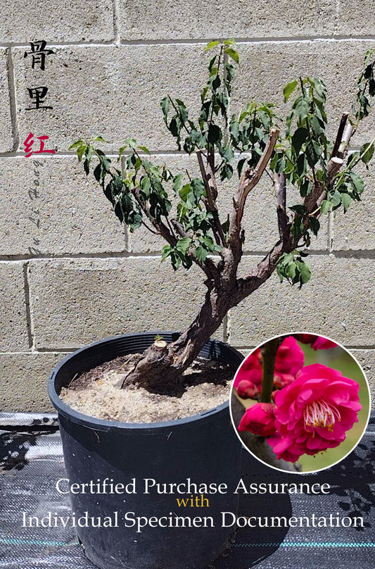 Plum Blossom bonsai without buds  bare root live plant Red Plum Blossom 骨里红 A 21inch