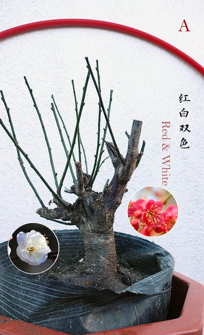 Rare Red white Japanese Apricot Bonsai (Prunus mume) 15+ year old Double Color Grafted