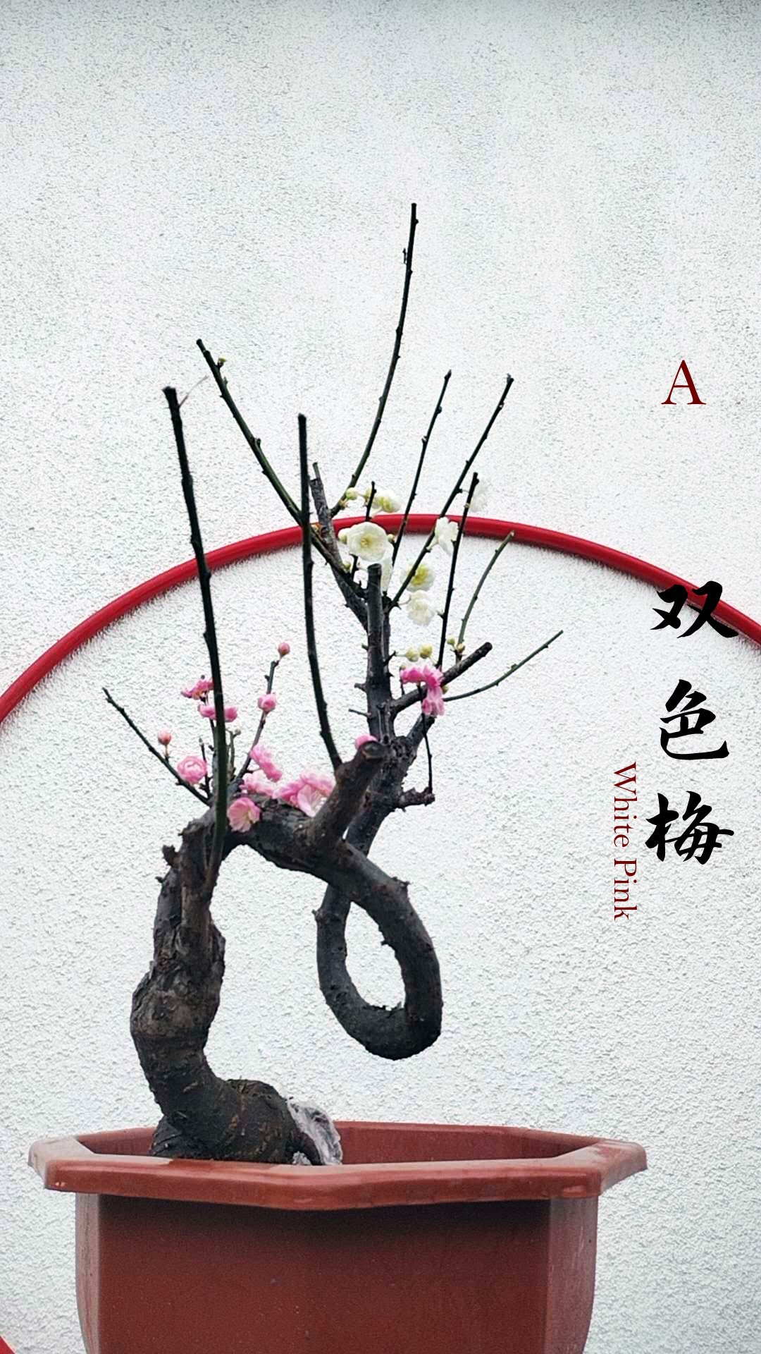 Rare Red and Pink Japanese Apricot Bonsai (Prunus mume) 15+ year old Double Color Grafted