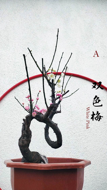 Rare Red and Pink Japanese Apricot Bonsai (Prunus mume) 15+ year old Double Color Grafted