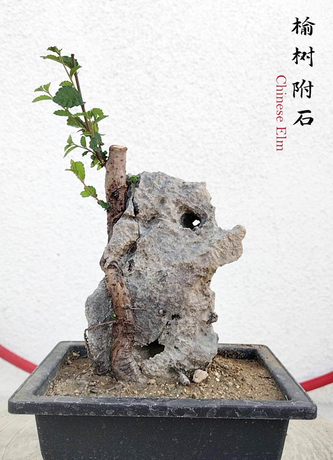 Chinese Elm Root-over-Rock Bonsai – Beginner Friendly easy care shipping with pot
