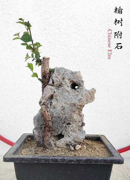 Chinese Elm Root-over-Rock Bonsai – Beginner Friendly easy care shipping with pot