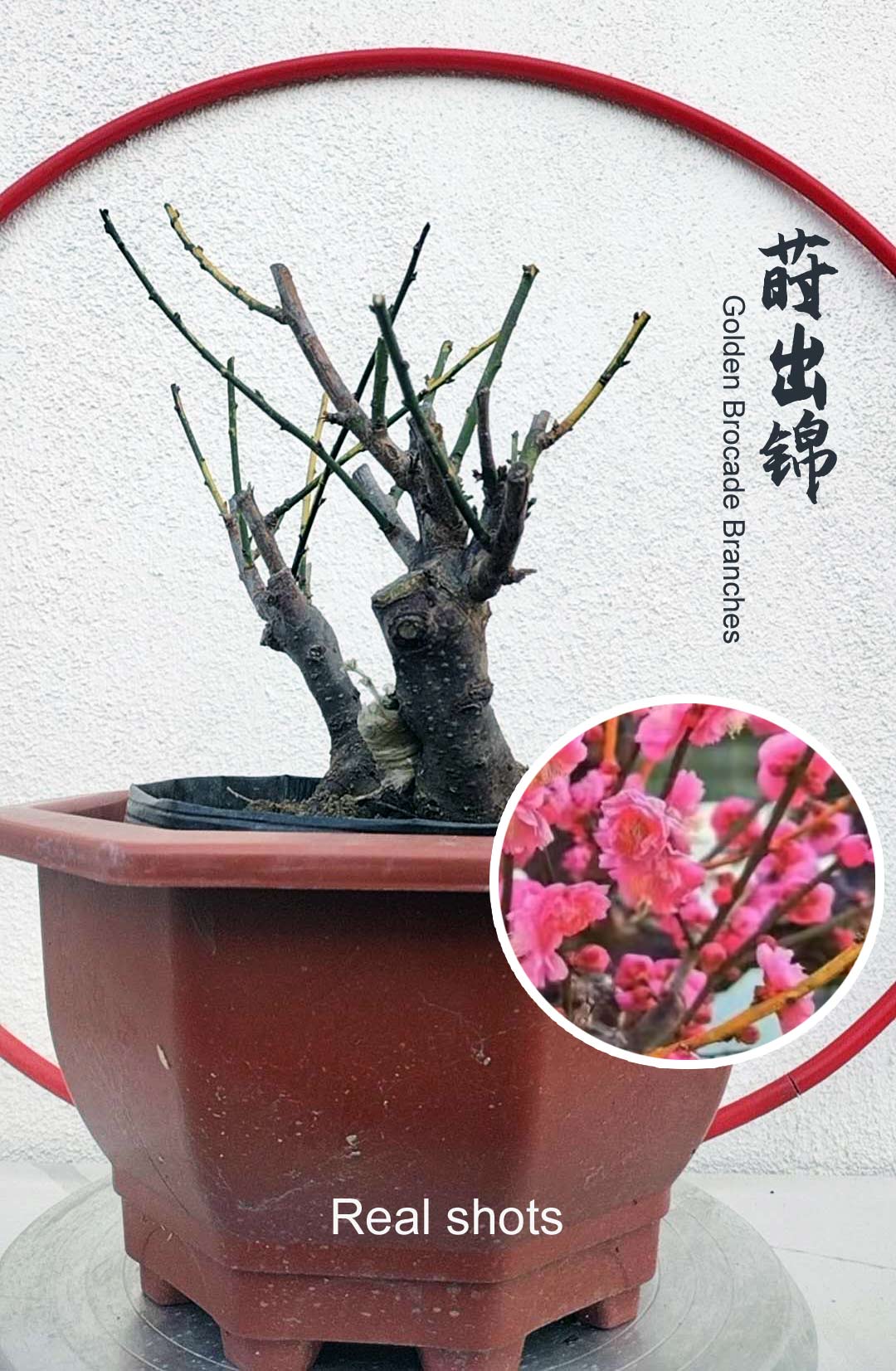 Rare 'Golden Brocade Branches' Japanese Apricot Bonsai (Prunus mume) – 8+ Year Old with Buds