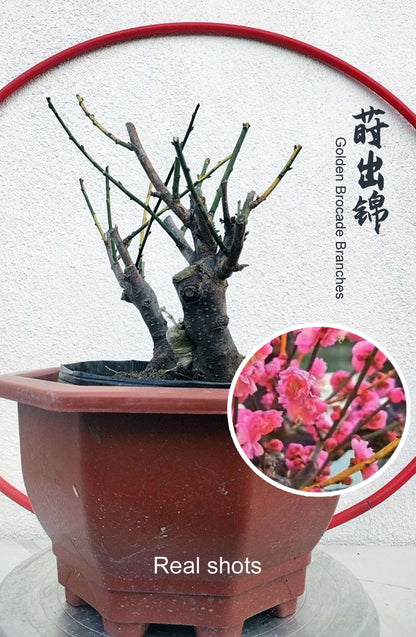 Rare 'Golden Brocade Branches' Japanese Apricot Bonsai (Prunus mume) – 8+ Year Old with Buds