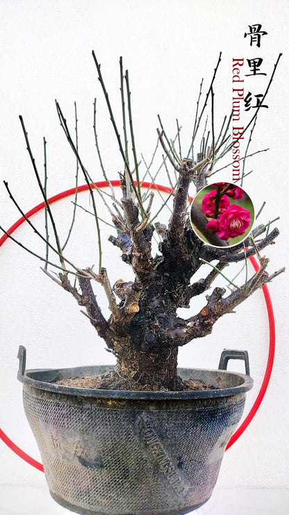 Rare Red Core Japanese Apricot Bonsai (Prunus mume) – 25+ Year Old in Bud
