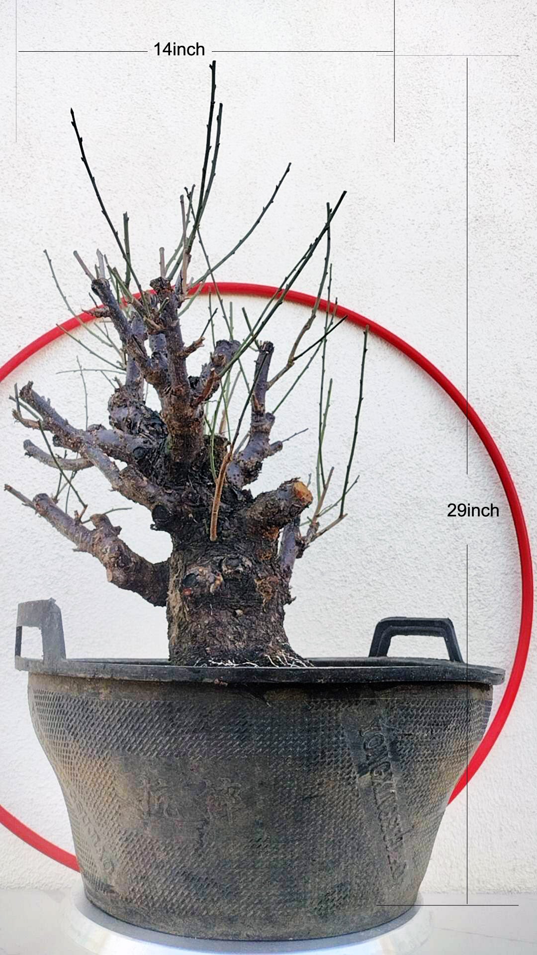 Rare Red Core Japanese Apricot Bonsai (Prunus mume) – 25+ Year Old in Bud