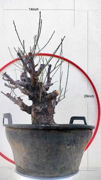 Rare Red Core Japanese Apricot Bonsai (Prunus mume) – 25+ Year Old in Bud