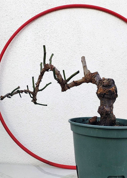 Rare 'Dragon's Dance' Japanese Apricot (Prunus mume)–8+ Year Old without Buds
