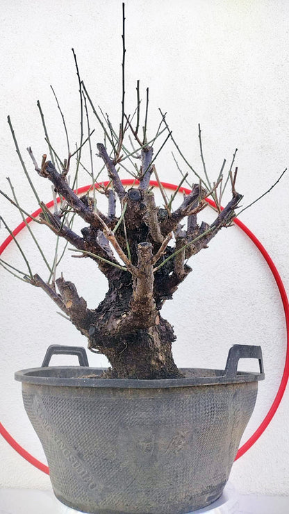 Rare Red Core Japanese Apricot Bonsai (Prunus mume) – 25+ Year Old in Bud