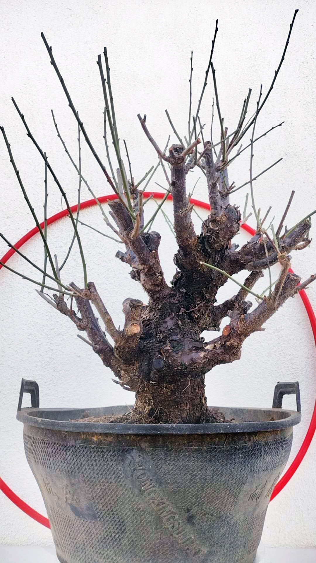 Rare Red Core Japanese Apricot Bonsai (Prunus mume) – 25+ Year Old in Bud