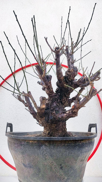 Rare Red Core Japanese Apricot Bonsai (Prunus mume) – 25+ Year Old in Bud