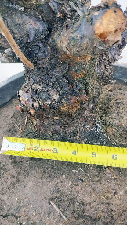 Rare Red Core Japanese Apricot Bonsai (Prunus mume) – 25+ Year Old in Bud