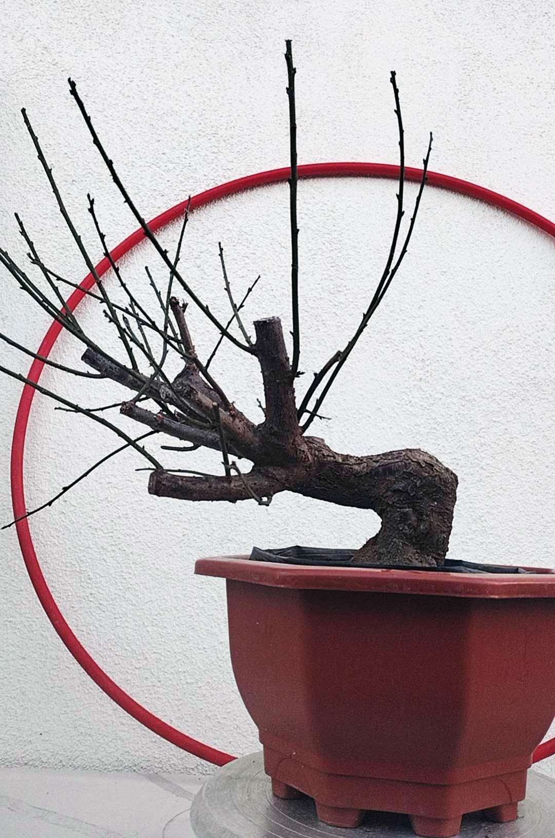 Rare Red-Bearded Zhusha Japanese Apricot Bonsai (Prunus mume) – 12+ Year Old with Buds