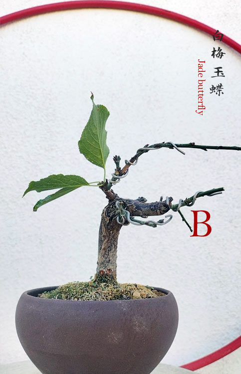 Rare Jade Butterfly Japanese Apricot Bonsai (Prunus mume) with pot – 8+ Year Old CYMUS Orchids Sale