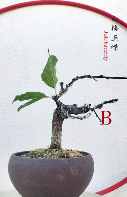 Rare Jade Butterfly Japanese Apricot Bonsai (Prunus mume) with pot – 8+ Year Old CYMUS Orchids Sale