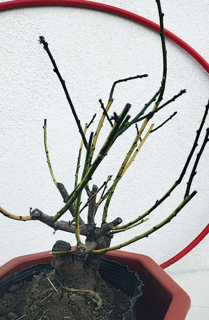 Rare 'Golden Brocade Branches' Japanese Apricot Bonsai (Prunus mume) – 8+ Year Old with Buds