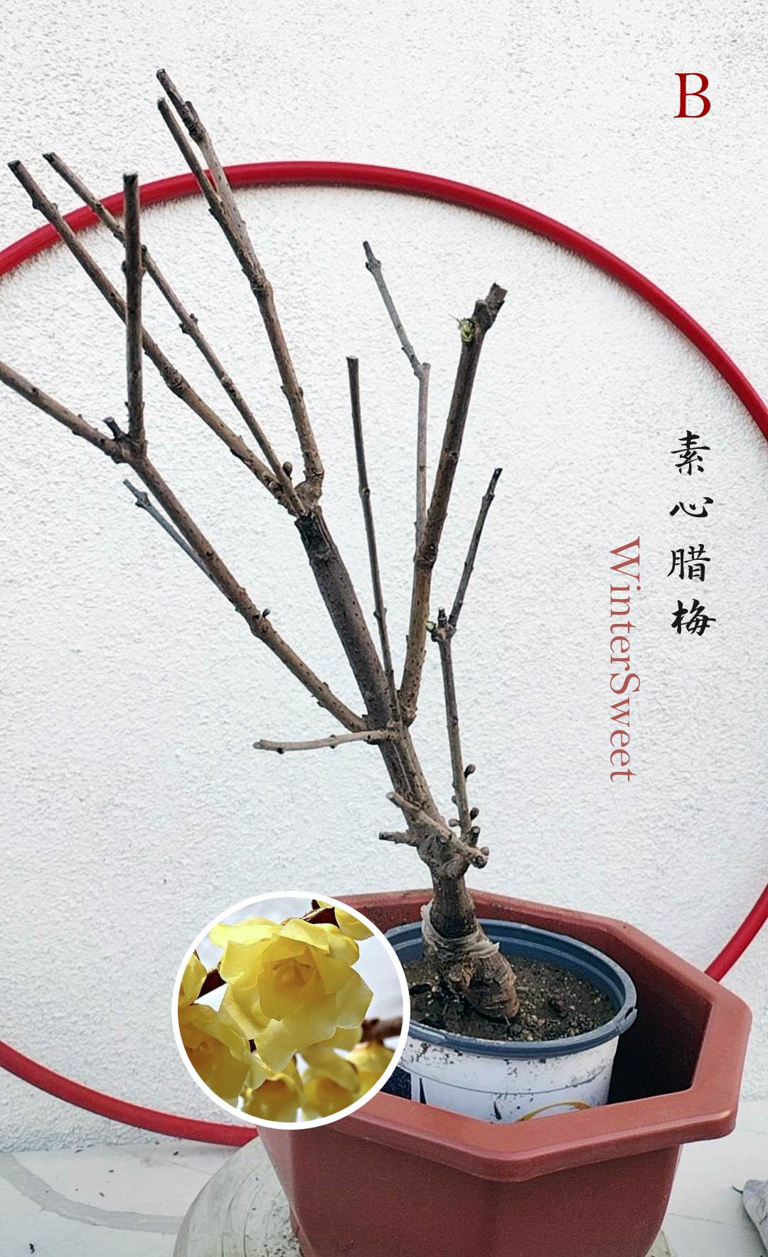 Rare Fragrant Wintersweet Shrub (Chimonanthus praecox) – 8+ Year Old with Winter Buds