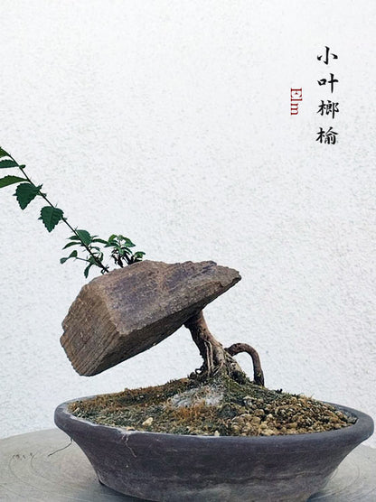 Chinese Elm Root-over-XinJiang Rock Bonsai – Beginner Friendly easy care shipping with pot CYMUS Nurery